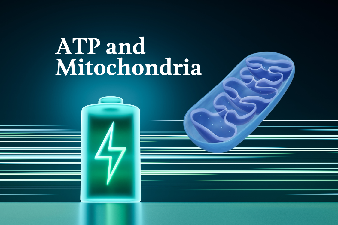 graphic of ATP battery and mitochondria with a teal blue and light blue background