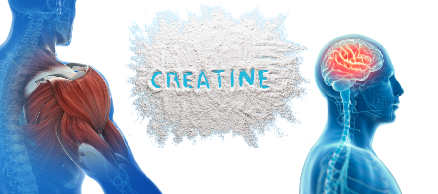 graphic of human body showing muscles and brain with creatine powder in the middle