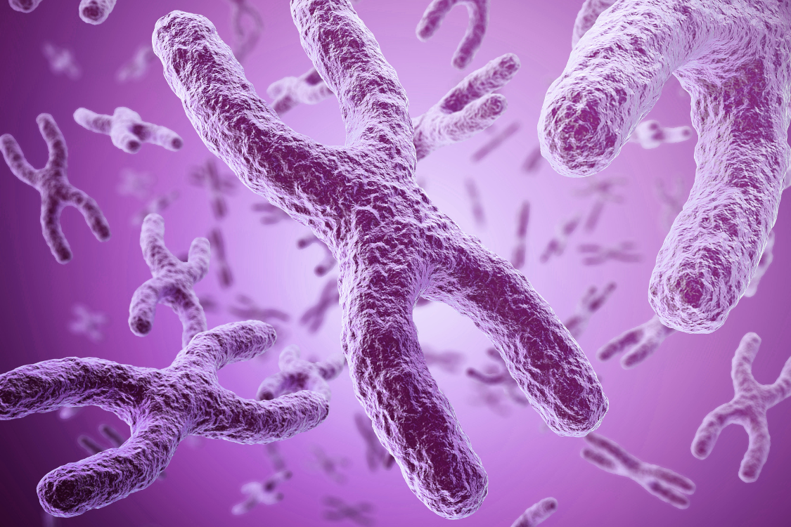 X chromosomes in the plasma in a pink and purple colour, DMD, male disease, duchenne