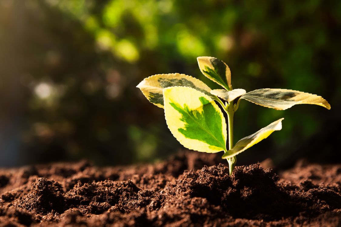 Small plant growing from brown soil in sunlight symbolizing the exposome