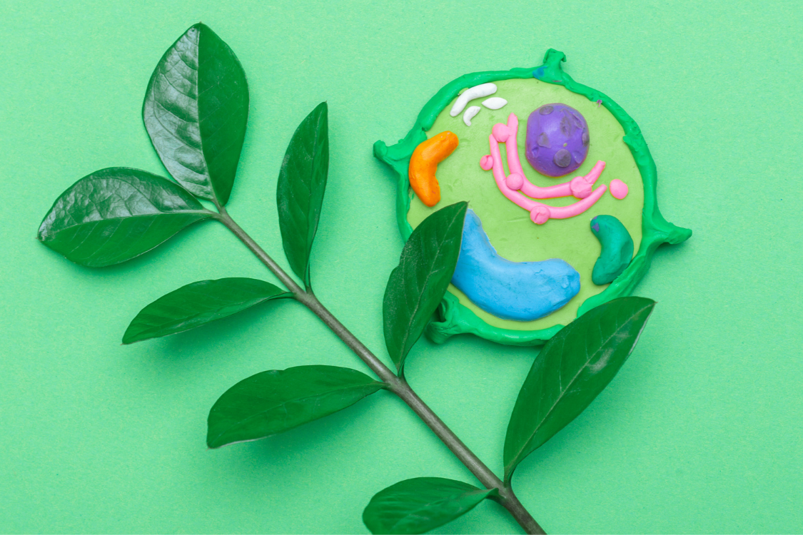 mitochondria made of plasticine with a green back ground and green leaves