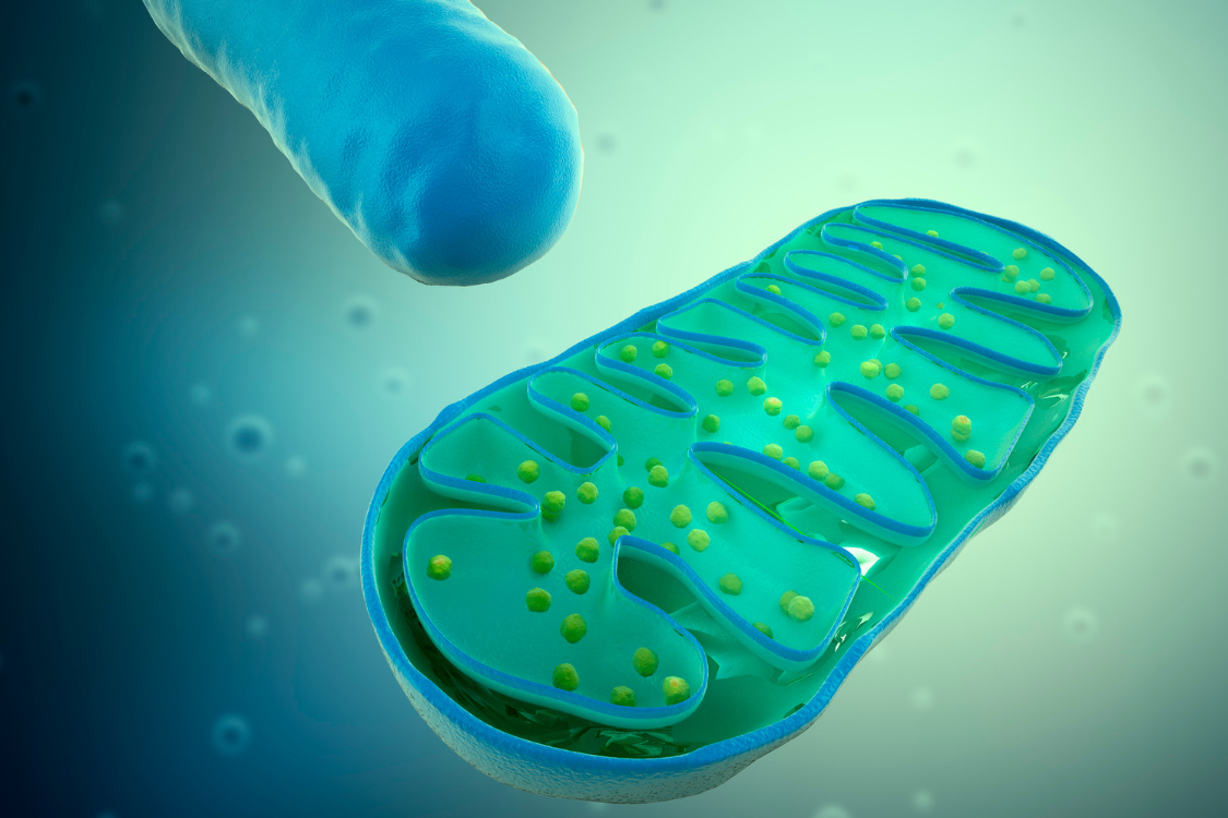 zoomed in graphic of mitochondria in blue and teal