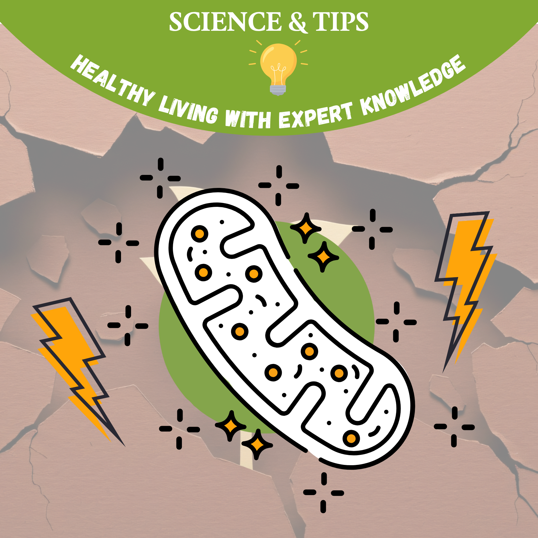 Cellular Resilience: How to Strengthen Your Mitochondrial Stress Response