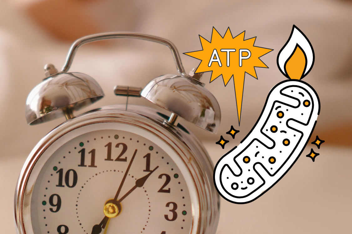 supercharge cells, ATP, clock, energy