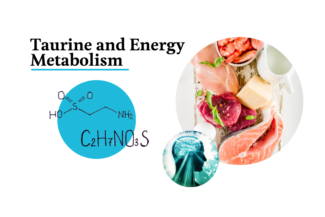 taurine, energy metabolism, science, with graphic of the chemical formula of taurine, plus the foods that taurine is in