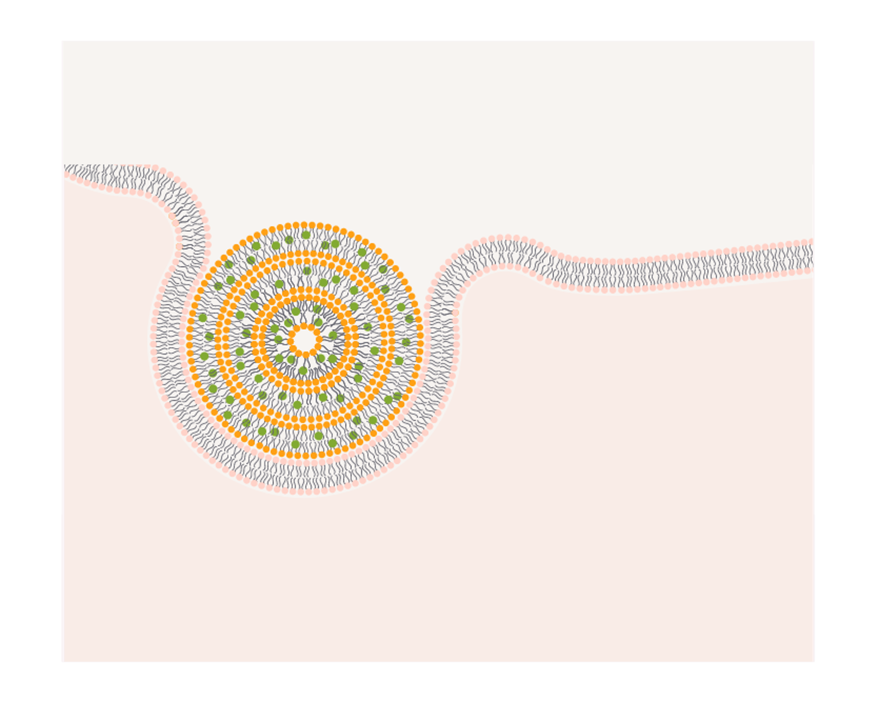 Increased absorption in the intestine