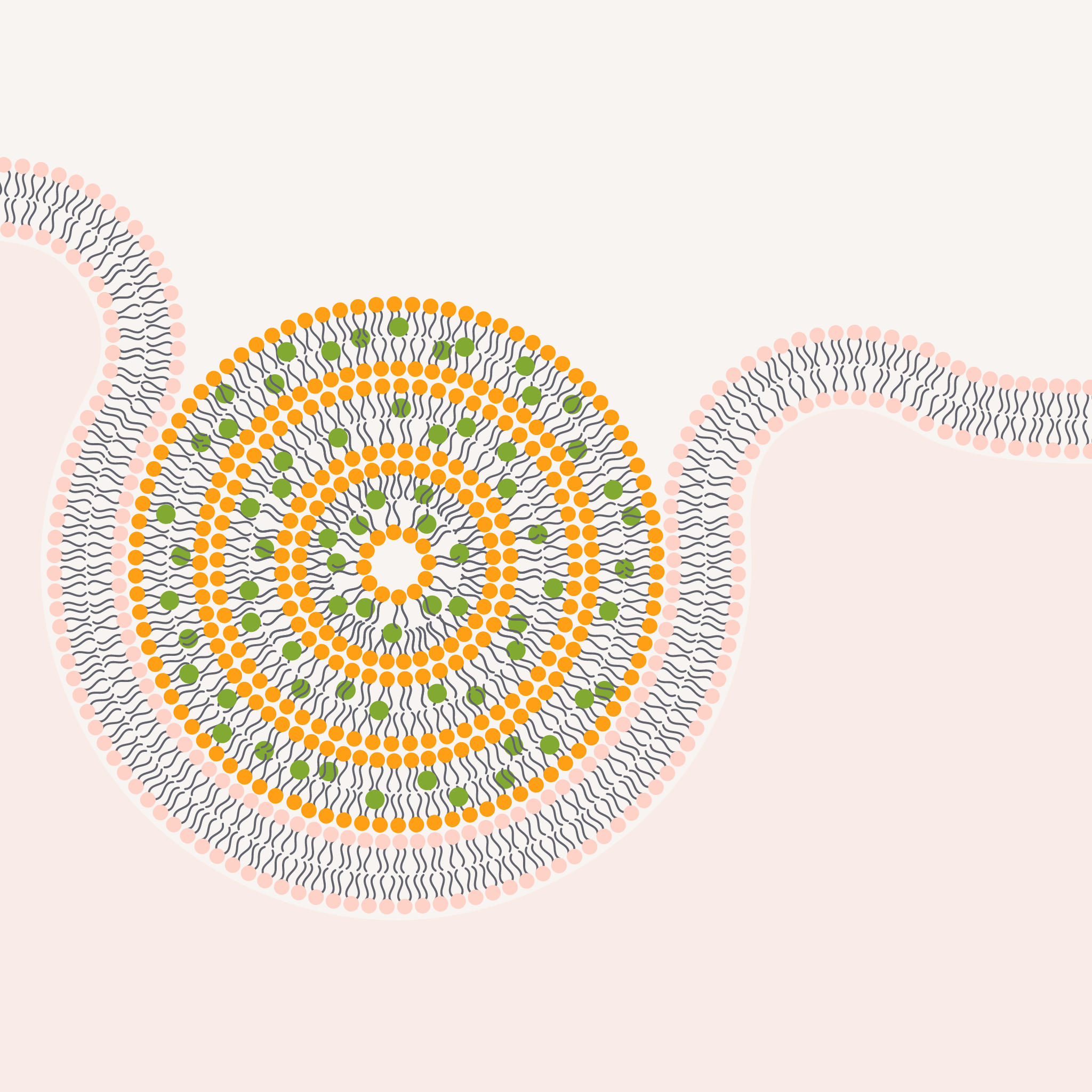 Optimised absorption in the gastrointestinal tract